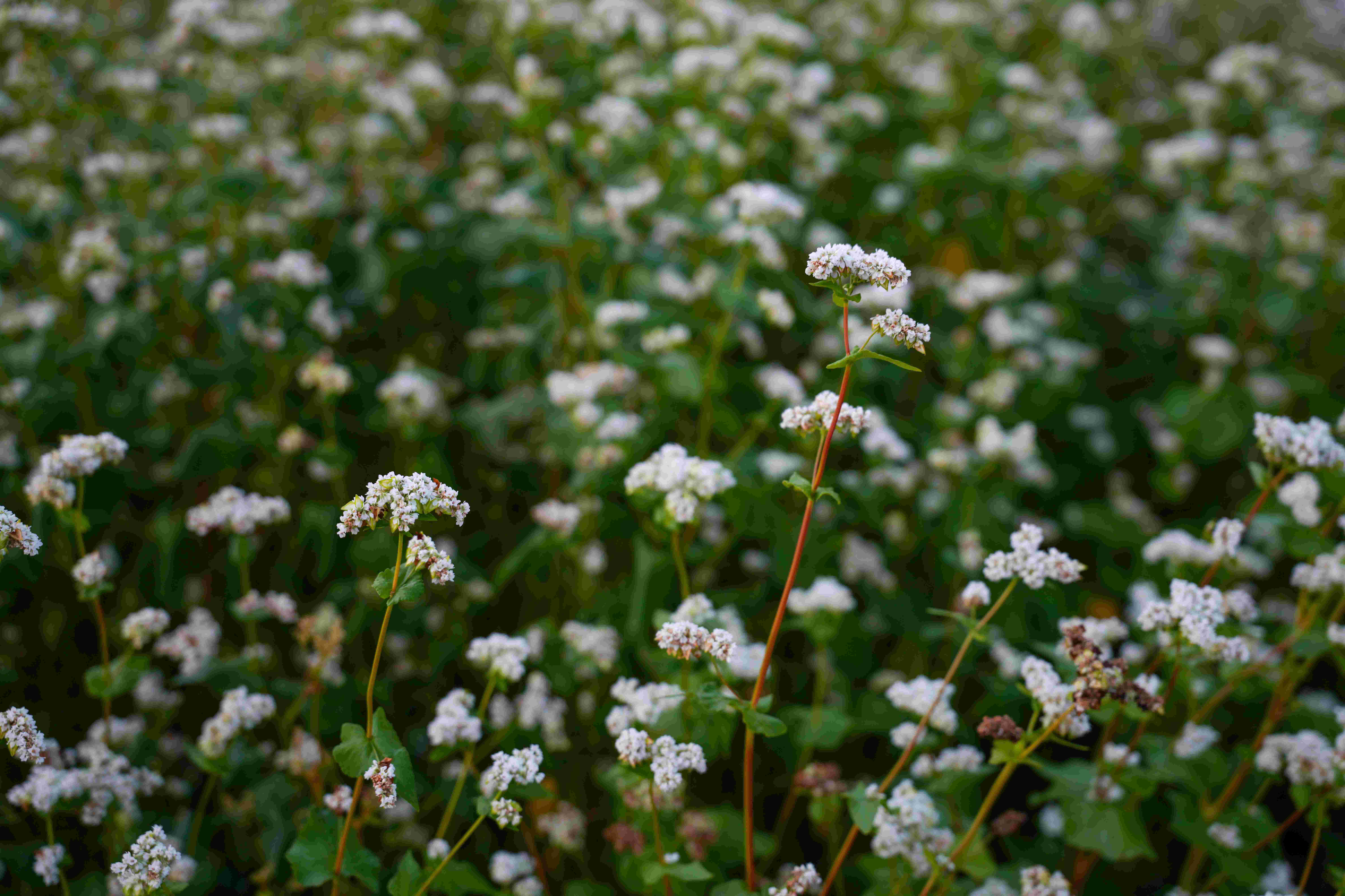 COVID-19 Care with Lama Tsomo Part 2