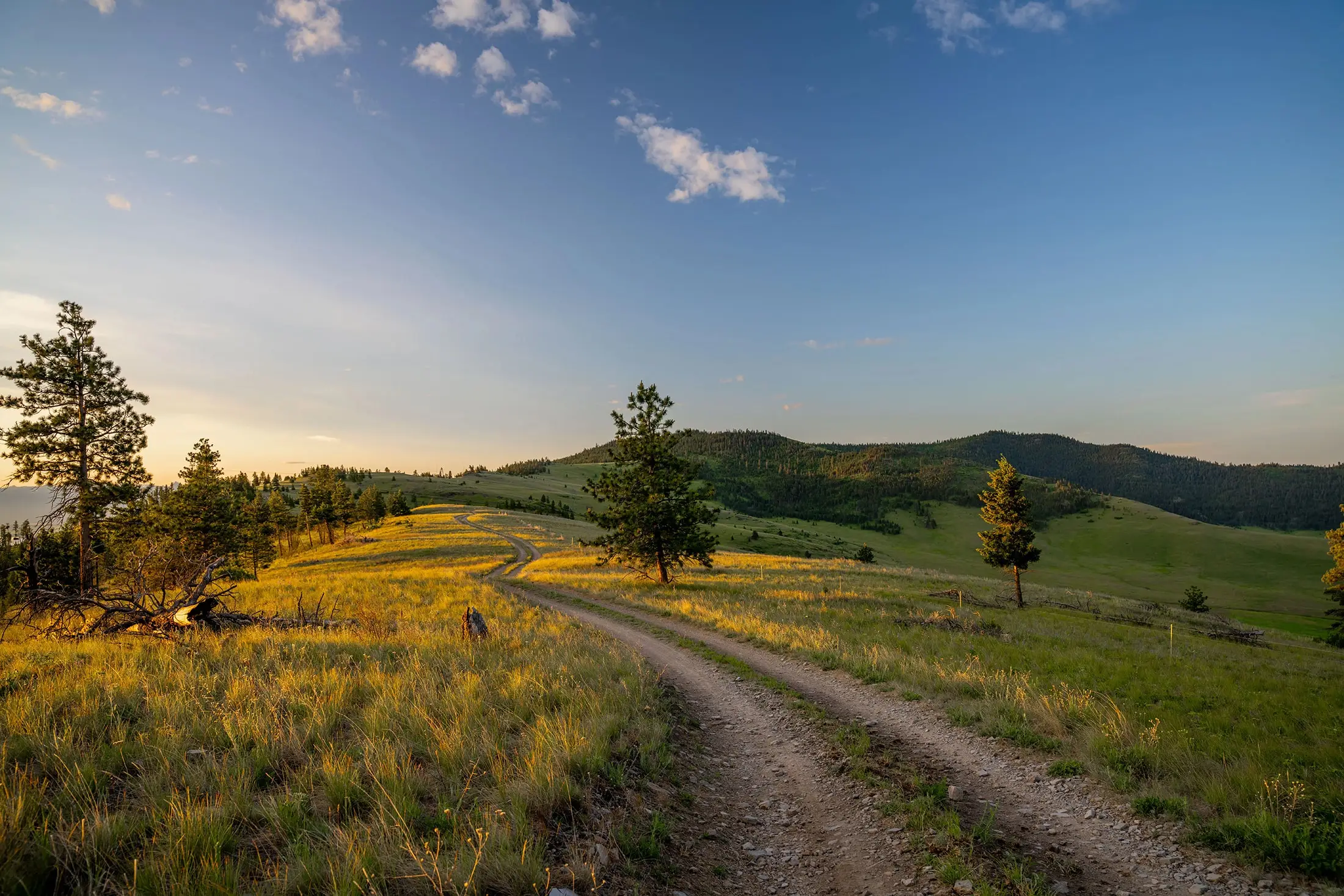 A winding dirt path through a sunlit meadow toward green hills, symbolizing the journey of the Noble Eightfold Path.