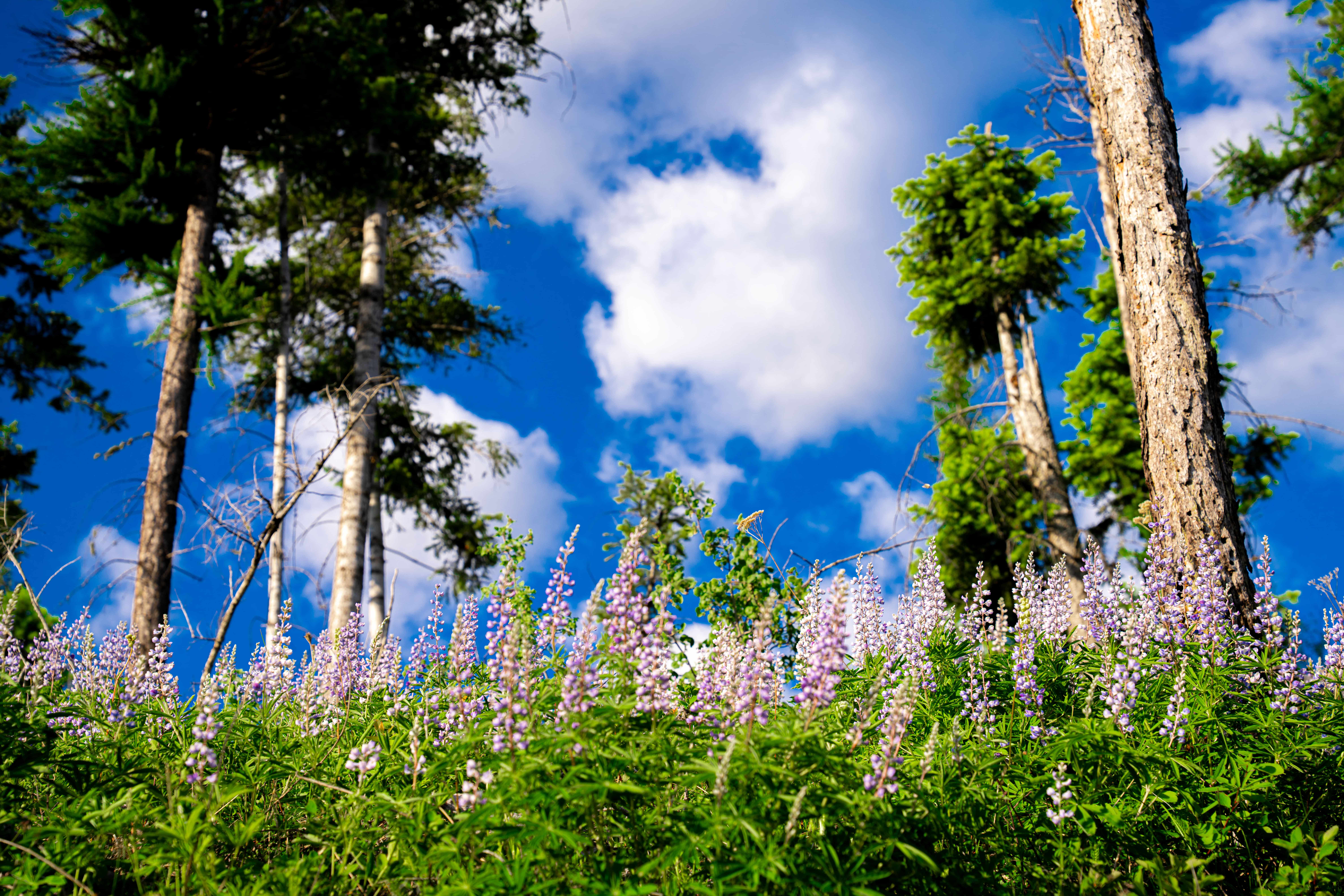 Well-Acquainted with Wisdom: Sarah Plazas’ Spiritual Transformation and Path to a Translation Career