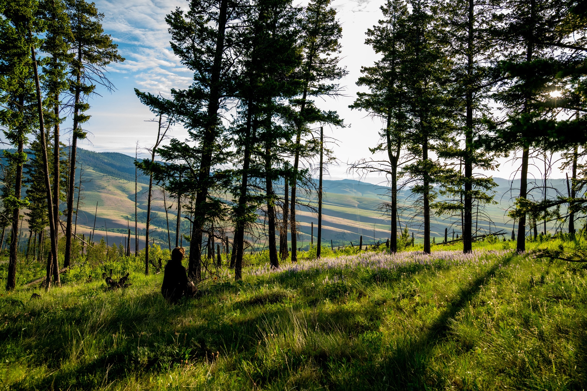 Cultivating Compassion through Meditation Practice