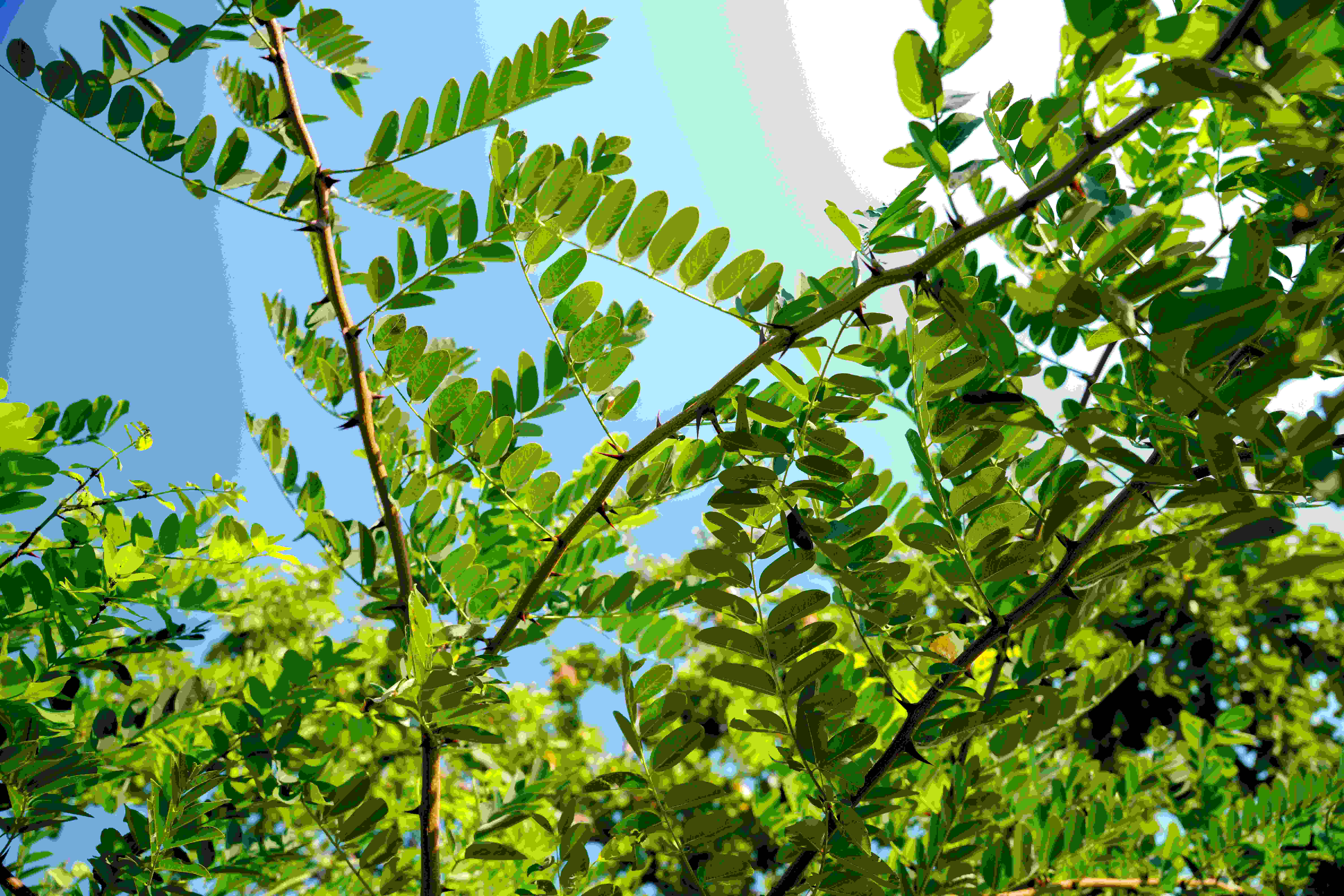 COVID-19 Care with Lama Tsomo Part 3