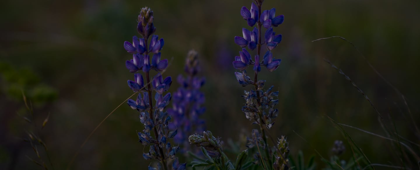 A close-up, low-light photograph of purple lupine flowers blooming in a grassy field.