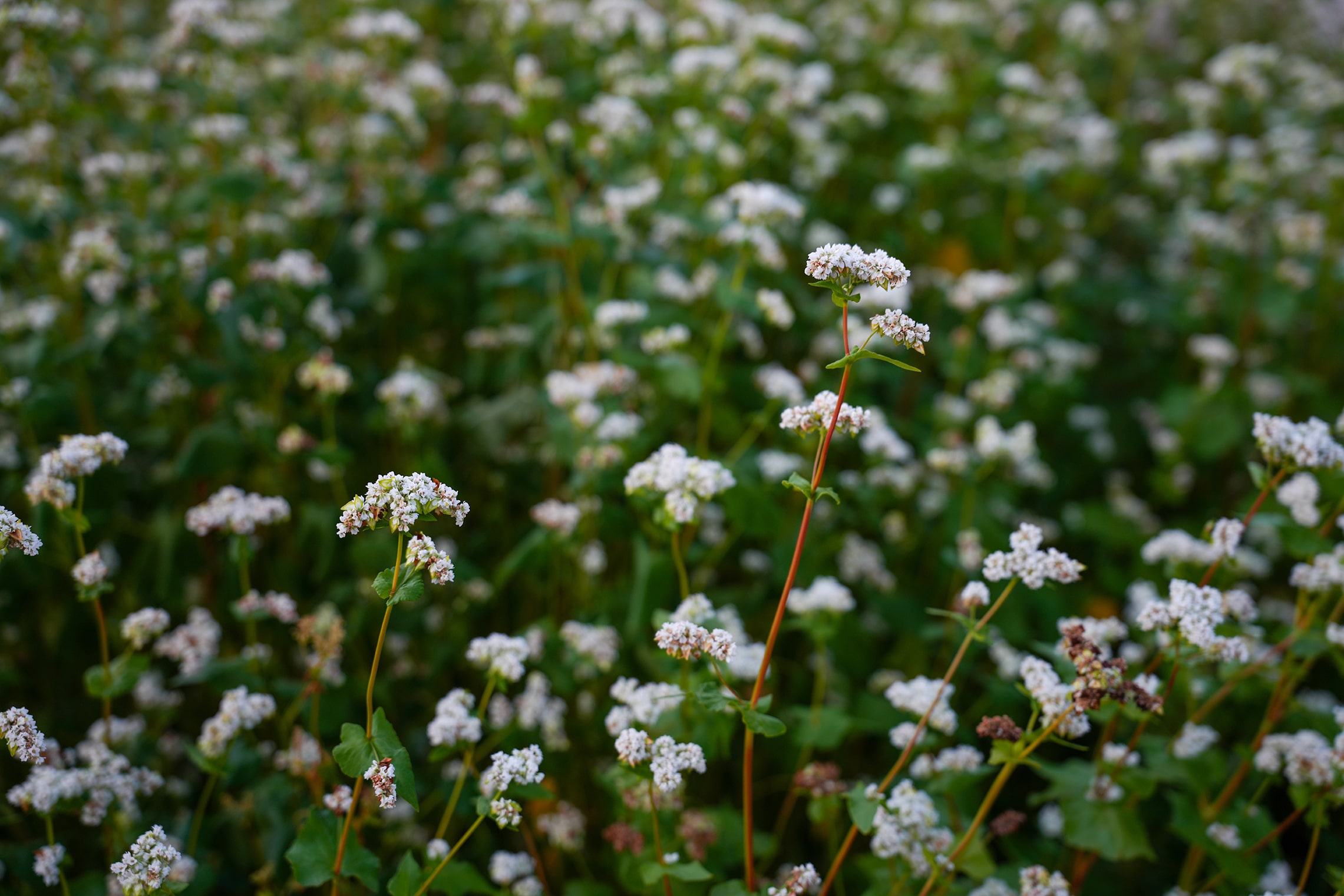 Buddhist Ethics: Ten Virtues and Non-Virtues