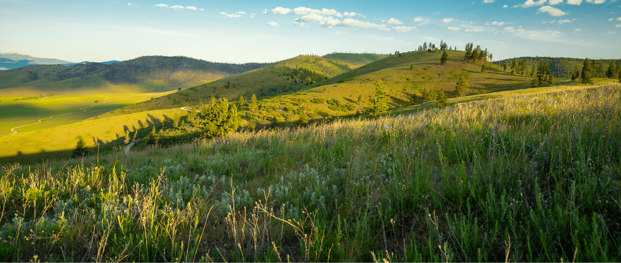 Sun shining through trees.