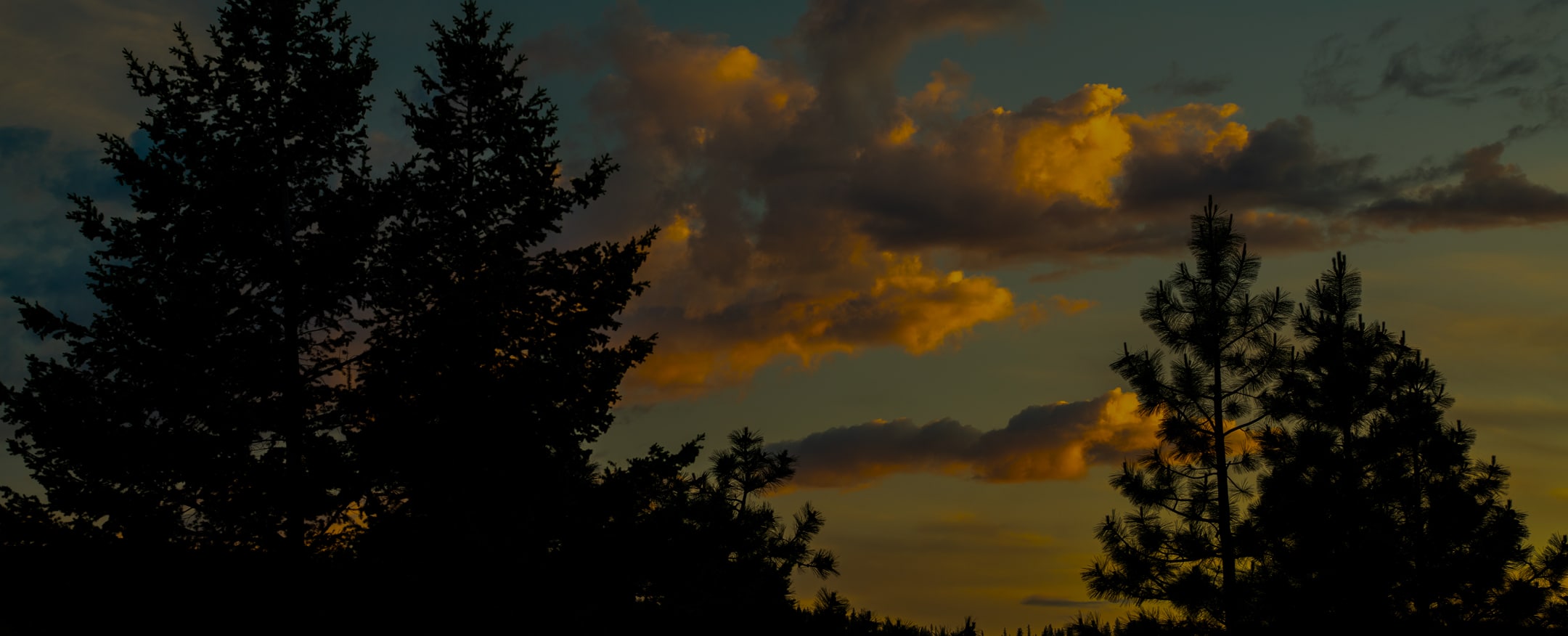 Silhouette of pine trees against a dramatic golden hour sky with sunset-lit clouds, evoking a sense of calm and natural beauty.