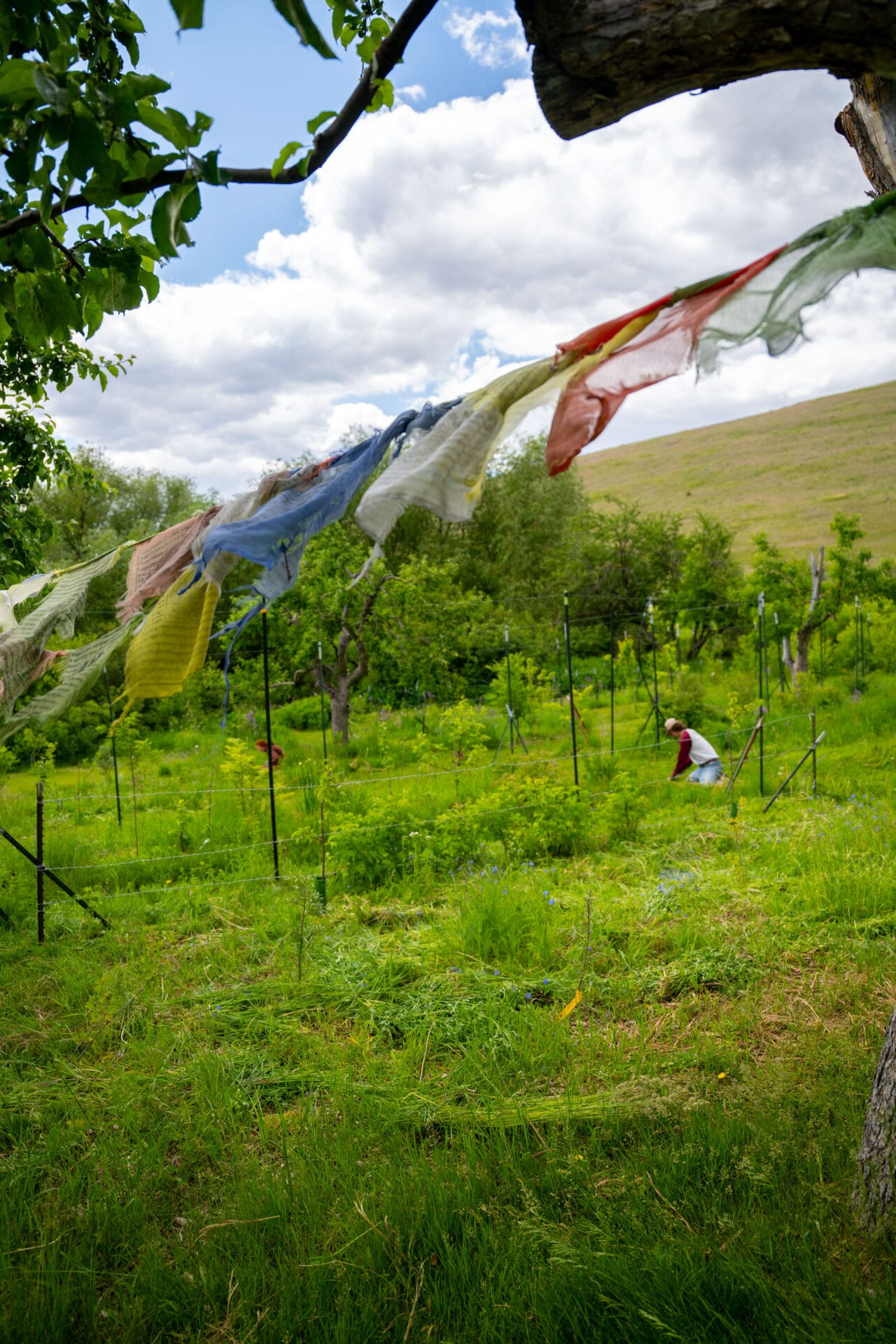 Permaculture in Montana