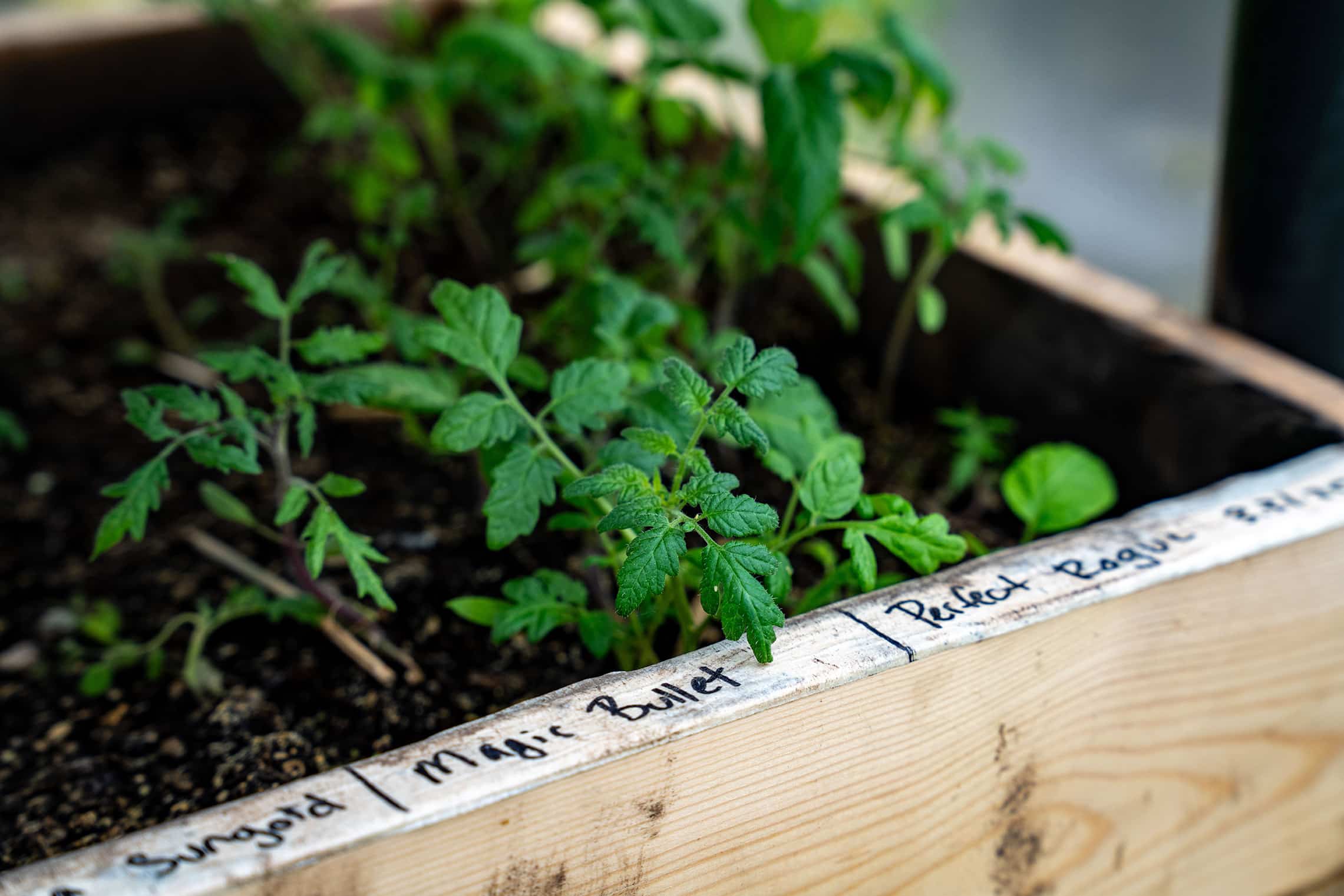 Permaculture in Montana