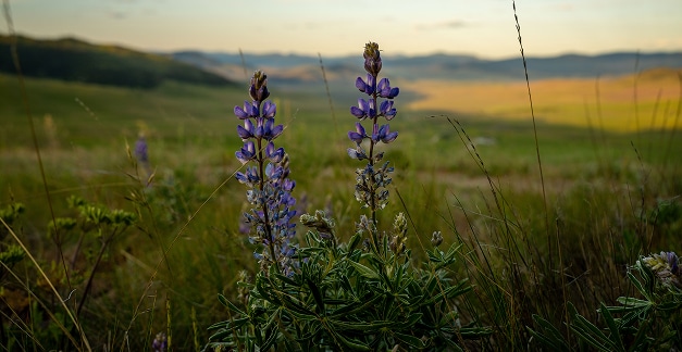 Purple lupine wildflowers blooming in a vast green mountain meadow at sunset.