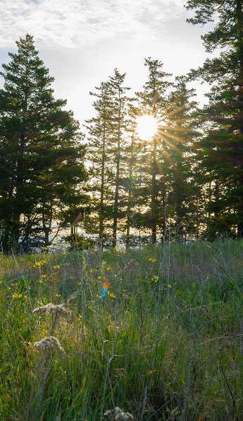 Bright sun shining through tall evergreen trees in a grassy field.