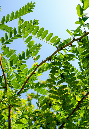 Close-up view of tree branches.