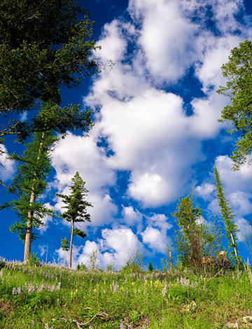 Nature shot of trees at Namchak Ranch under a sunny blue sky surrounded by white clouds.