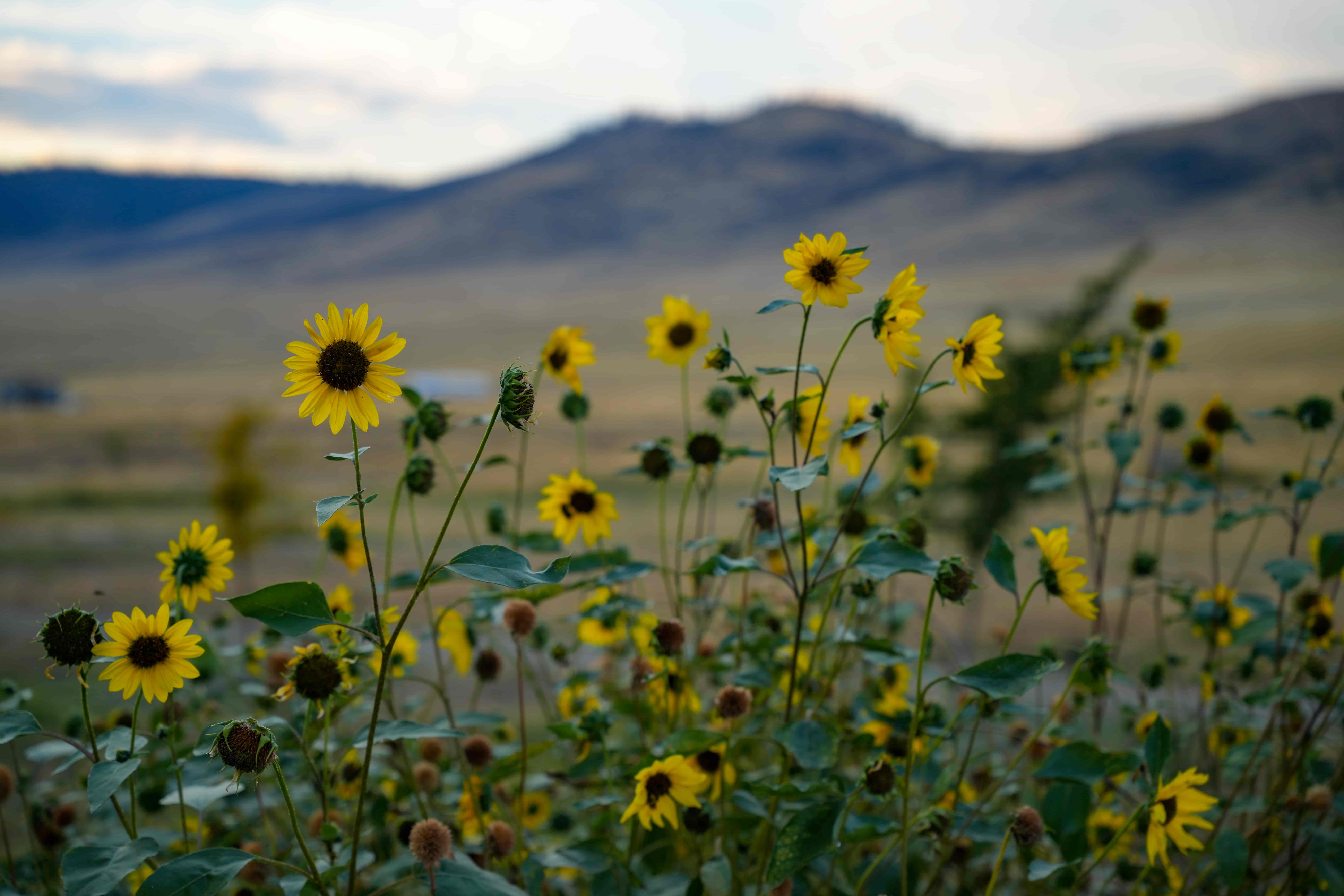 Yellow wildflowers blooming in a natural field with mountains in the background under a soft sky