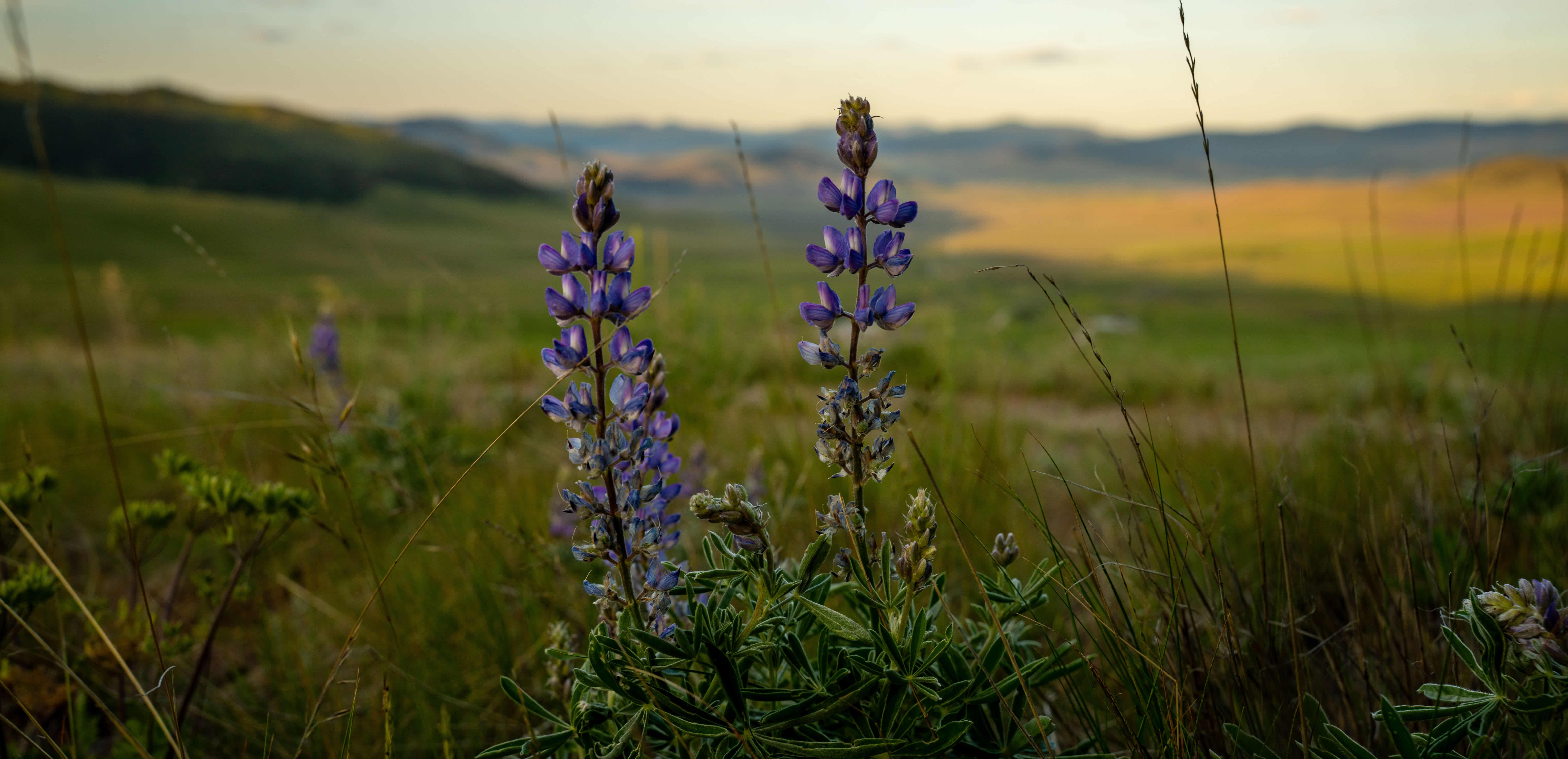 purple-wildflowers-meadow-sunset-landscape