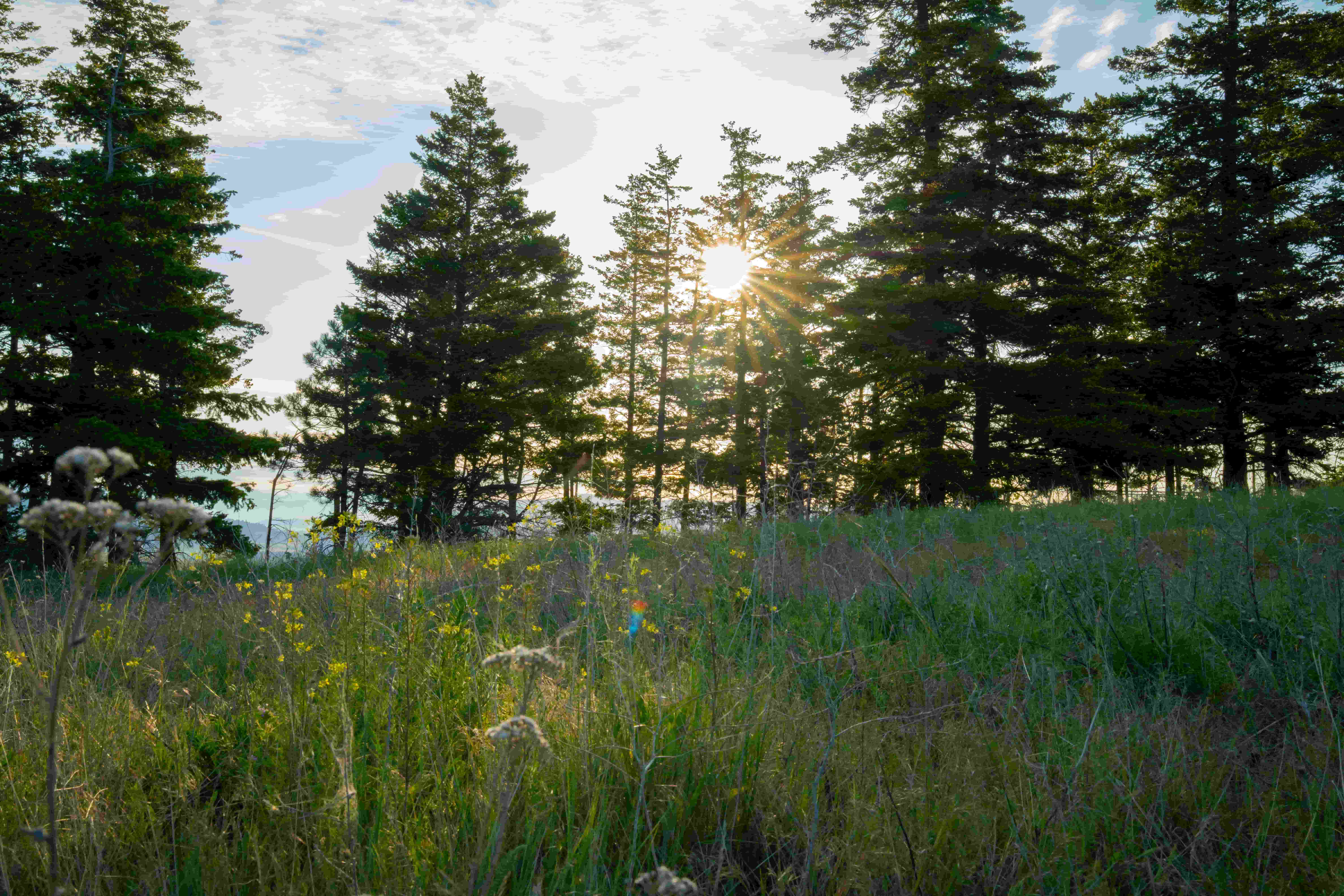 Sunlight streaming through tall pine trees over a grassy meadow with wildflowers during golden hour