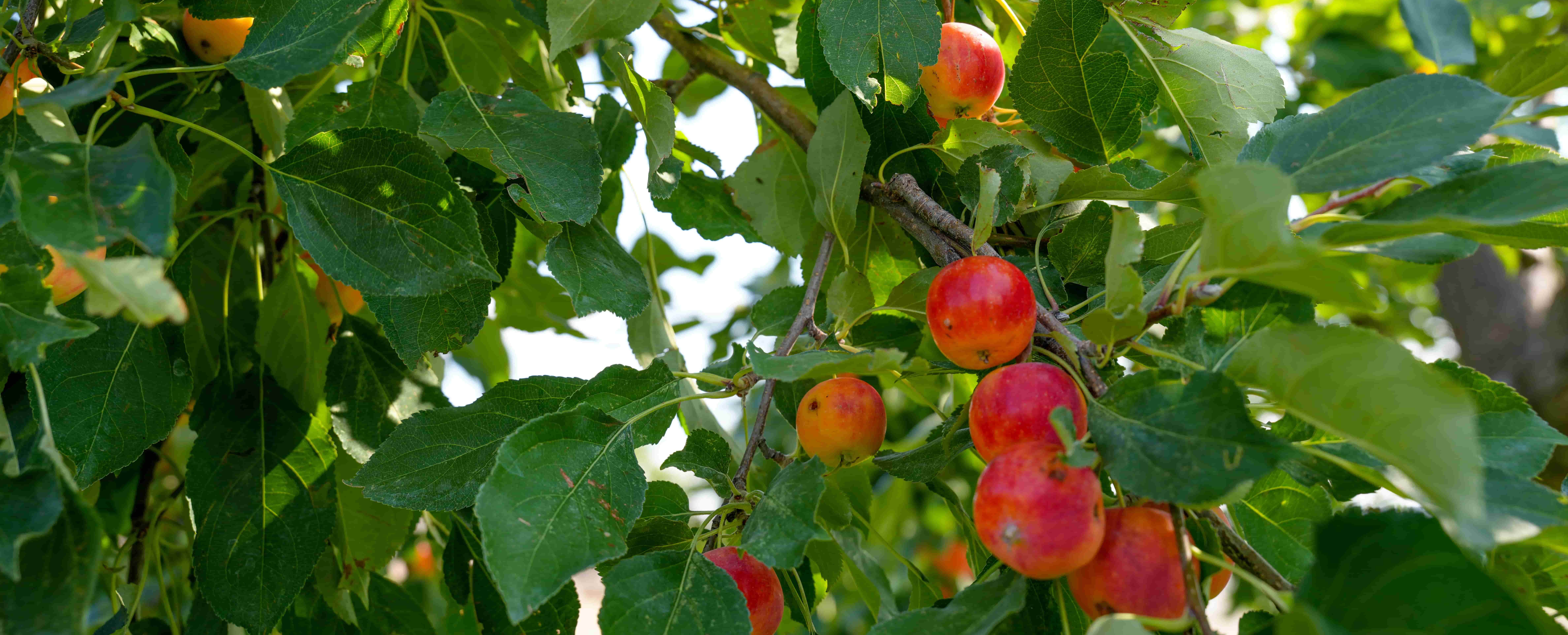 permiculture oasis-65 (1) permiculture oasis